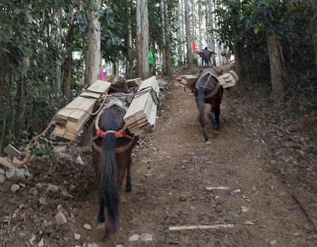 五指山市马帮工程运输